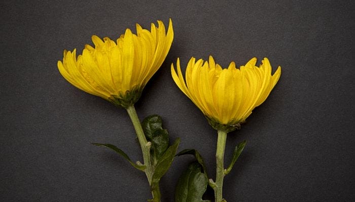 清明节扫墓用什么花 清明节送什么花去墓地比较好