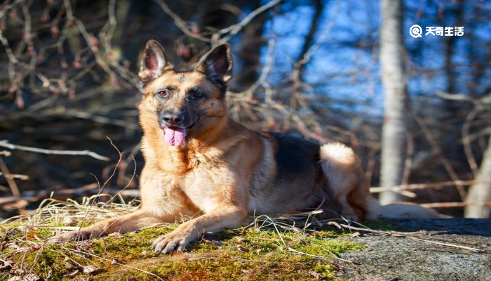 德国牧羊犬吃什么食物