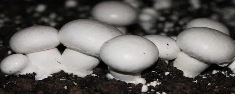 白色的蘑菇叫什么