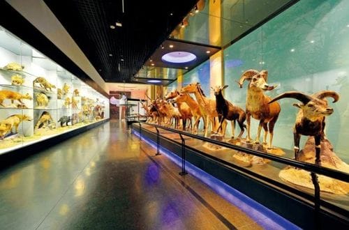 国家动物博物馆 动物世界的真正博览,生命进化的扉页