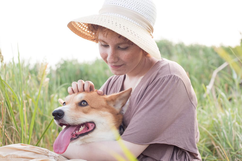 柯基犬价格大概多少钱一只(柯基犬价格大概多少钱一只幼犬)