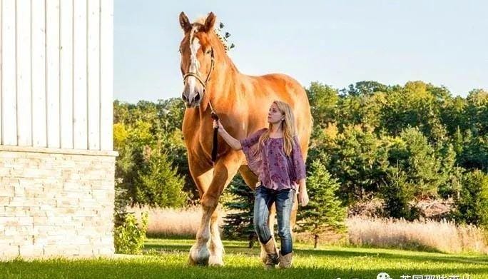 世界上最大的马品种有多大（最大的马长什么样子图片）