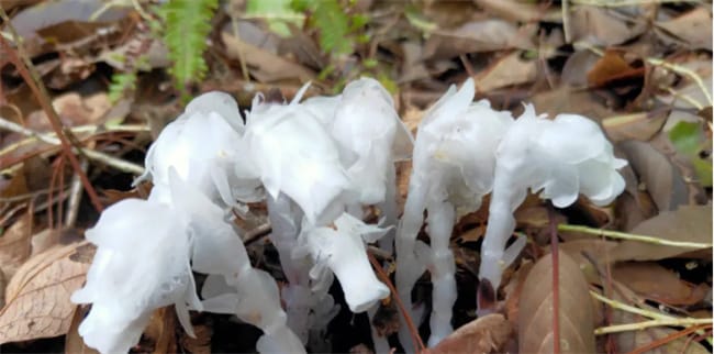 水晶兰是国家一级保护植物吗 水晶兰是什么