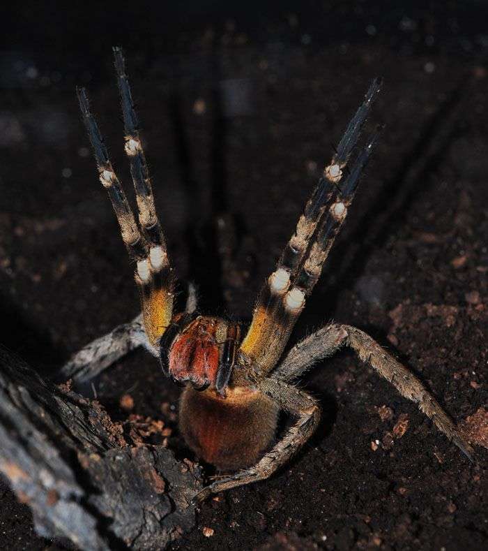 世界上最毒的蜘蛛(巴西漫游蜘蛛，它的毒就很可怕)