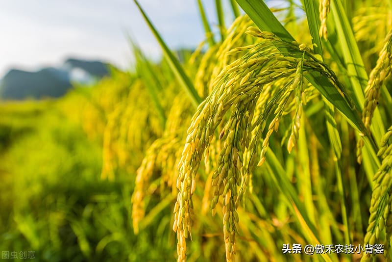 稻子什么季节成熟(稻子图片大全)