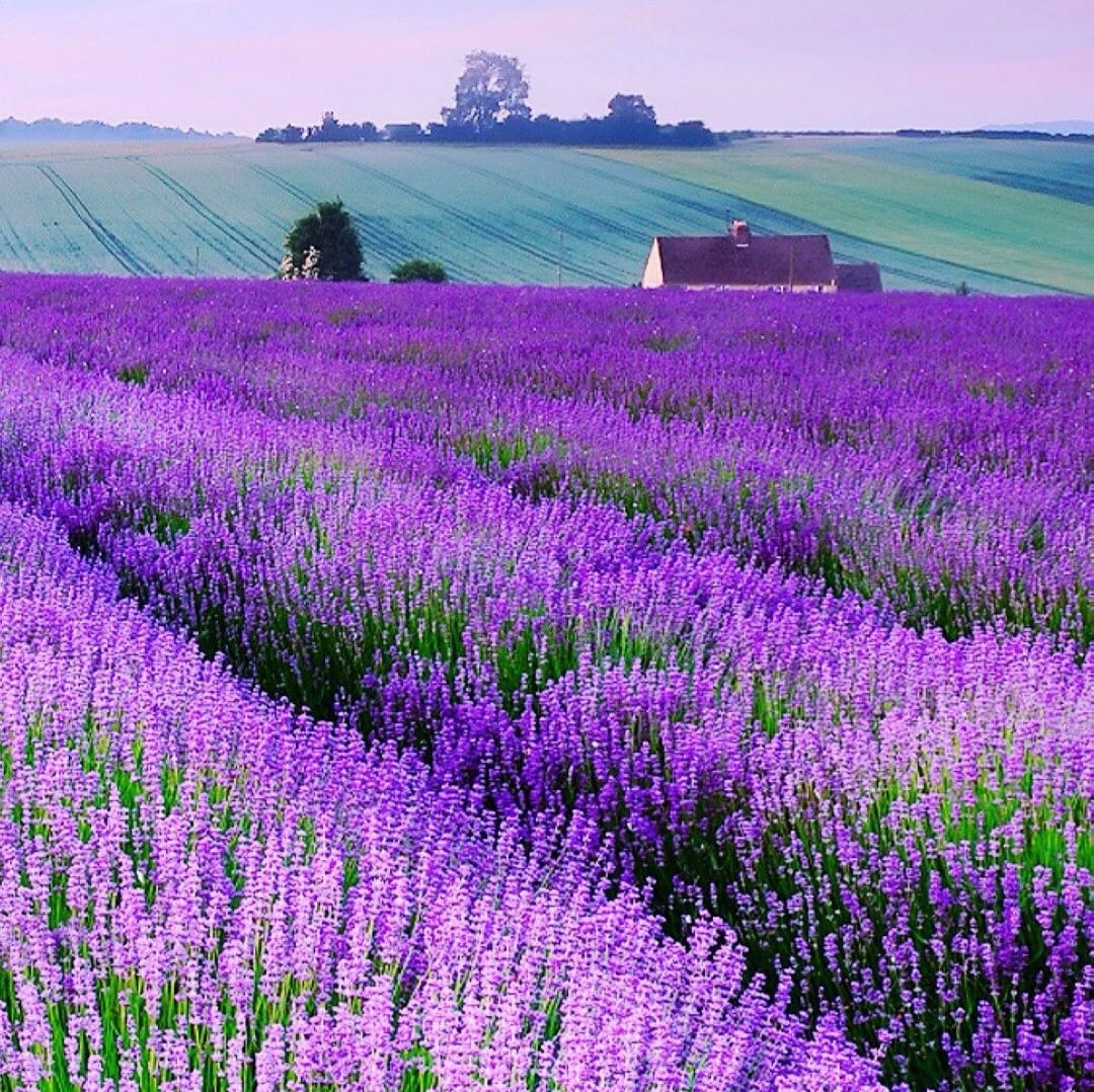 紫色的花有哪些(紫色的花有哪些及花名图片)