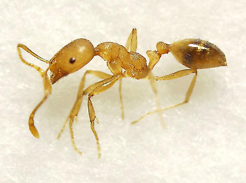 家里有微型小黄蚂蚁的原因（室内有小黄蚂蚁怎么处理）