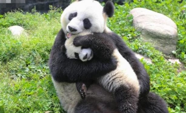 为什么熊猫妈妈带崽画面那么可爱？