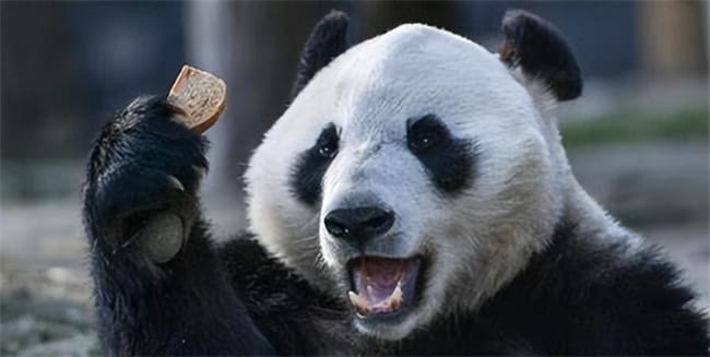 谭爷爷是谁 谭爷爷养几个熊猫