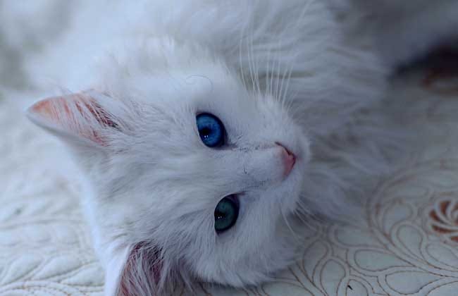 梦见一只白猫是什么意思（梦见白猫各种预兆全集）
