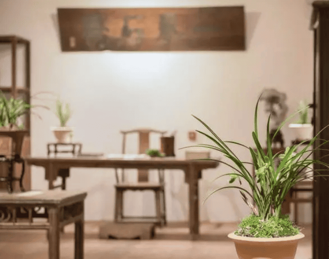 最适合客厅的盆栽植物（适合摆放在客厅的花卉绿植品种）