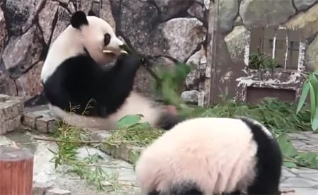 熊猫妈妈用肚皮当摇篮哄娃 画面好温馨？