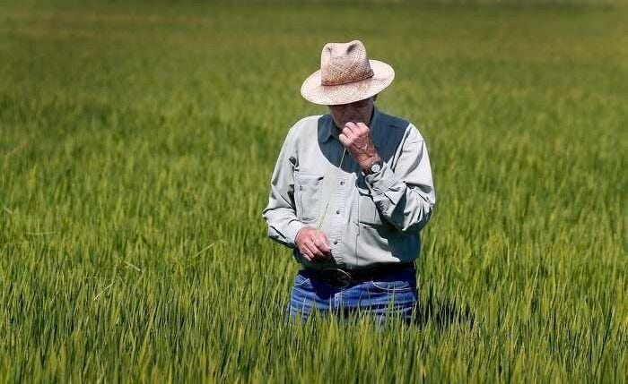 为什么美国水稻单产比中国高（中国为何比不过美国？）