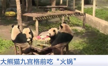 大熊猫吃火锅一上桌先把筷子嚼了 你见过这样的大熊猫吗？