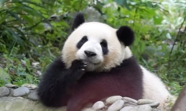 大熊猫萌兰边享受水雾边干饭 萌兰有多惬意？