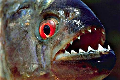 食人鱼的天敌有哪些动物 （亚马逊河食人鱼究竟有多可怕）