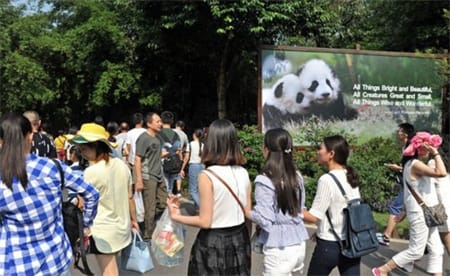 归国大熊猫桃浜正式与游客见面 多么值得庆贺？