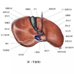 肝脏保养