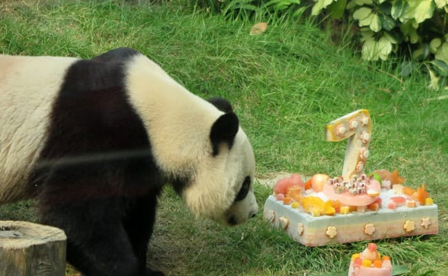 大熊猫梅兰迎来7岁生日 如何为它庆祝？