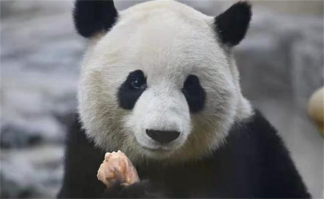 ​萌宠：大熊猫的爱让人无法拒绝 大熊猫为何如此受欢迎？
