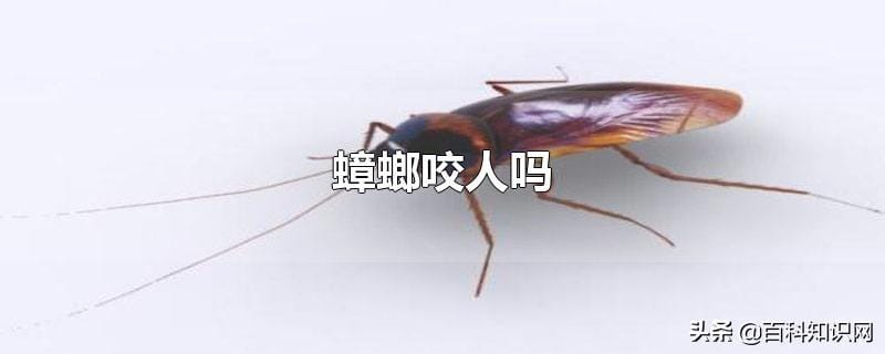 蟑螂会咬人吗(有毒吗，对人有危害吗)