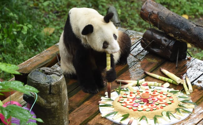 重庆大熊猫围桌共享大餐 是一种怎样的体验？