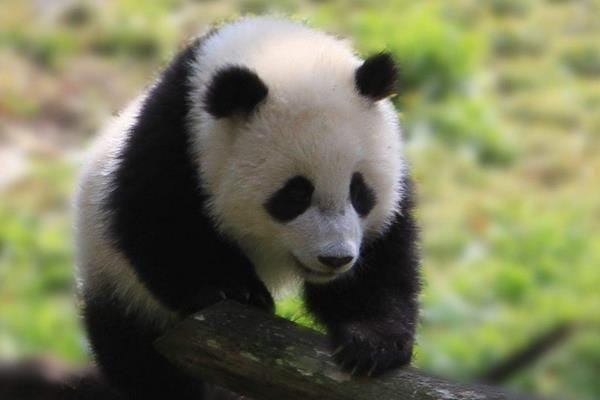 为什么熊猫是中国的国宝（熊猫凭什么可以成为国宝）