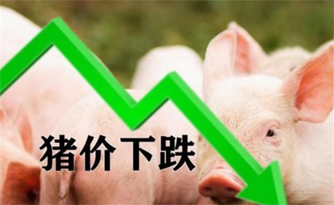 猪肉价格为何持续低迷？