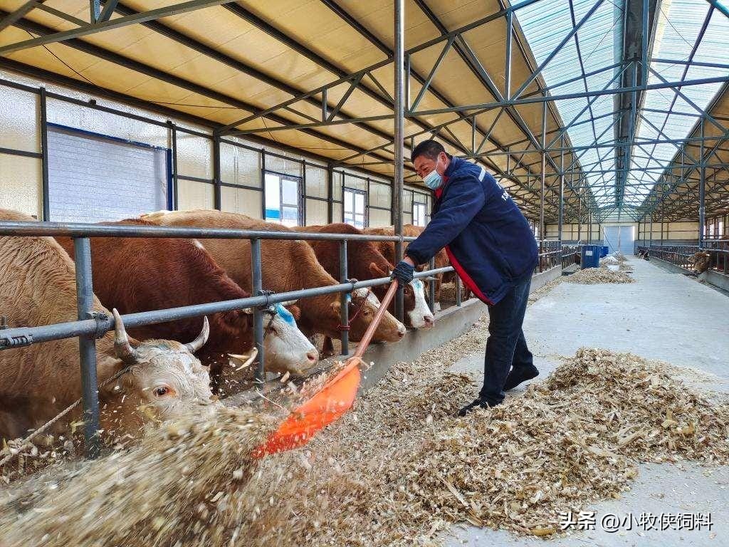 养牛技术和饲养方法(肉牛养殖技术和方法完整版)