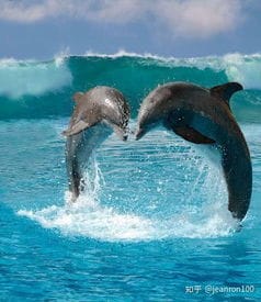 南京海底世界海豚表演时间乐和乐都海豚表演时间(南京海底世界海豚训练师)