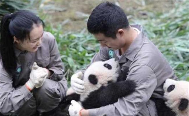 大熊猫宝宝飞扑求抱抱 双向奔赴有多甜？