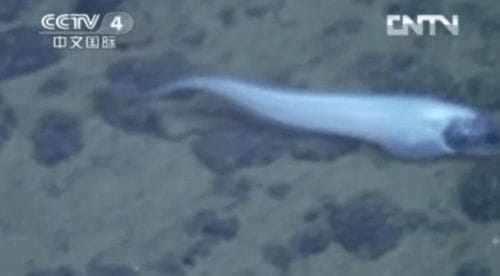 海底惊现12米巨型真龙(海底真有龙宫吗)