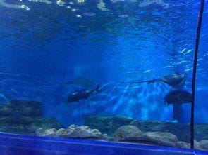 南京海底世界 南京海底世界 成人票南京海底世界海豚表演很精彩,小孩也很喜欢, 驴妈妈点评 