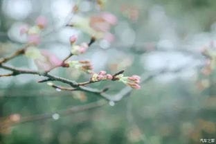 拔草无锡鼋头渚樱花节,开着东南DX3带上妹子雨中赏樱花