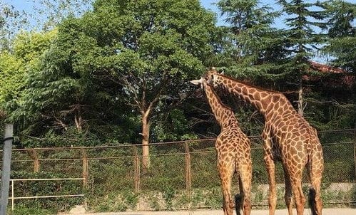 国内7大最受欢迎的动物园,长隆野生动物世界居榜首,你去过吗