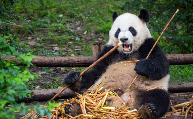 大熊猫和花和叶姐弟早起吃竹子　大熊猫有多爱竹子？