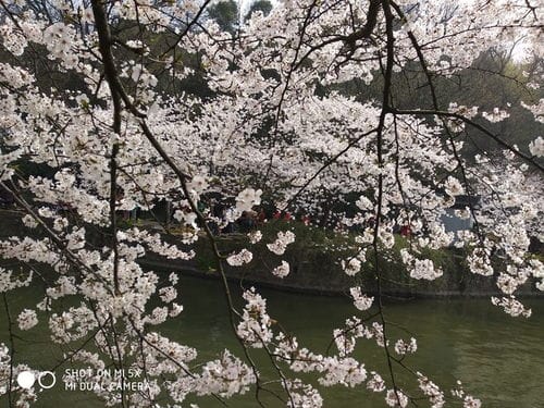 无锡鼋头渚樱花节游记 赏最美樱花