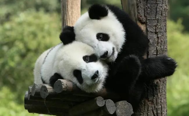 可爱到发光的大熊猫是什么样？
