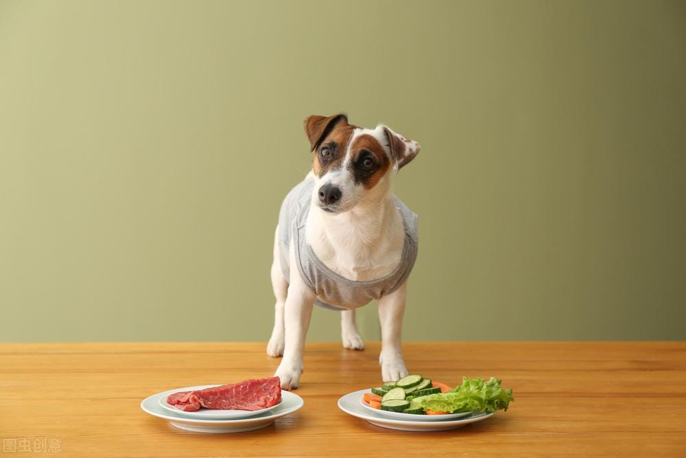 狗狗可以吃的蔬菜排名（家里宠物狗吃什么食物最好）