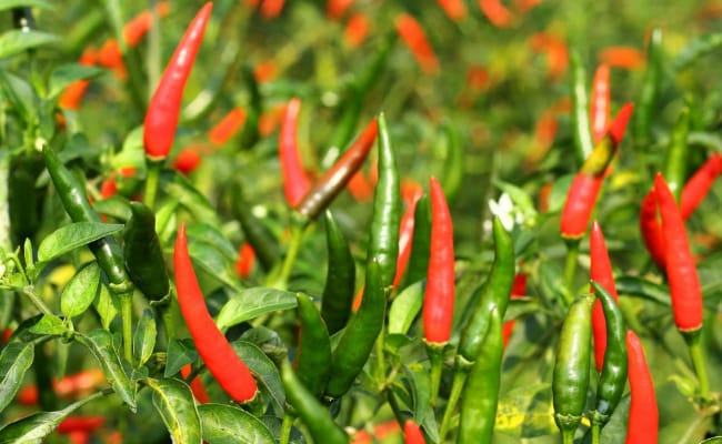 经常吃辣椒对身体到底好不好？