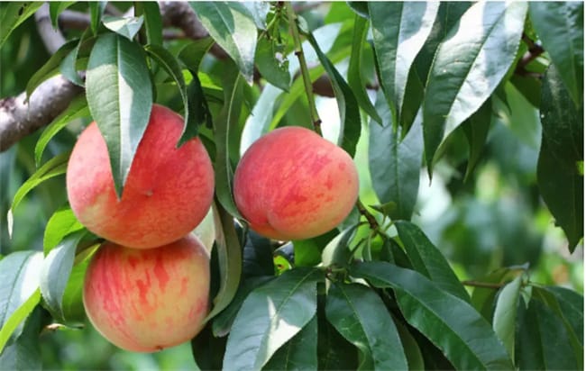 桃子的热量 桃子是低卡水果吗