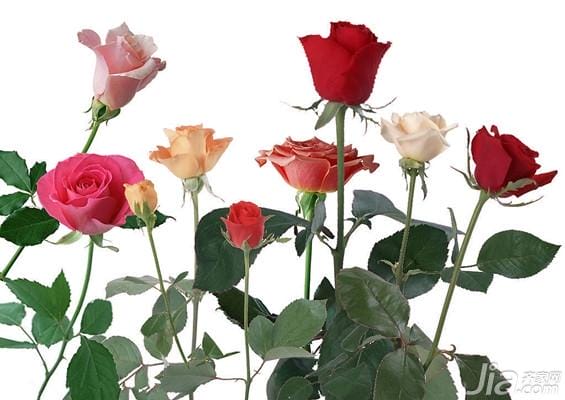 9朵玫瑰代表什么意思（不同颜色九朵玫瑰花语）