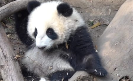​熊猫宝宝比赛谁先爬上木架 有多可爱？