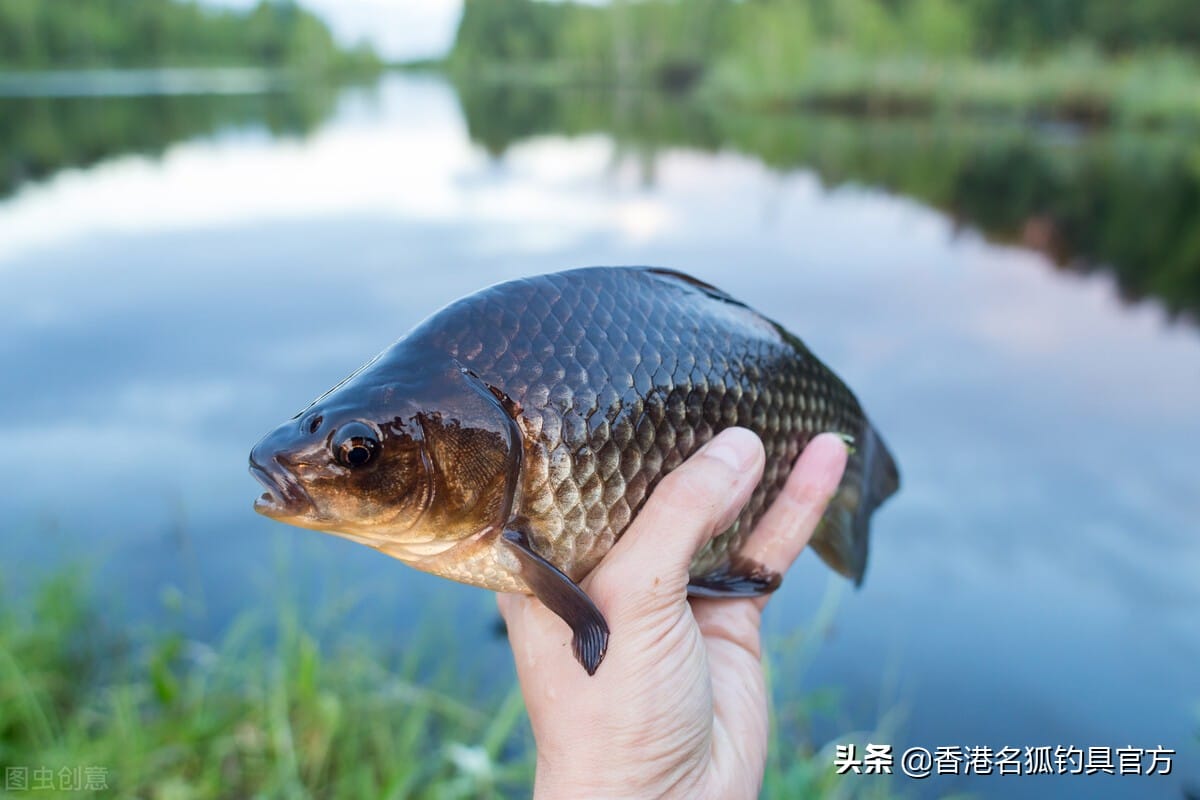 钓鲫鱼用几号线合适（传统钓鲫鱼一般选择几号线灵敏）