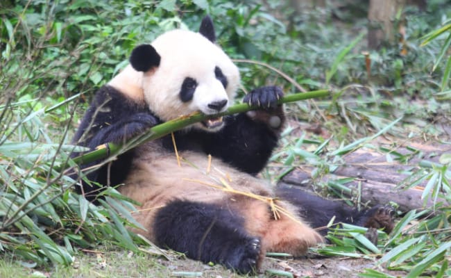 大熊猫嘤嘤嘤太萌了 它们生活习惯有哪些