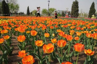 北京世界花卉大观园郁金香怒放 