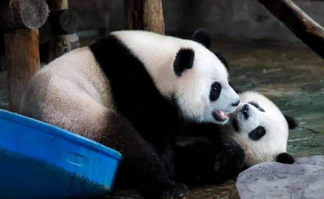 大熊猫在演谁高考后的状态 它们表演了哪些状态