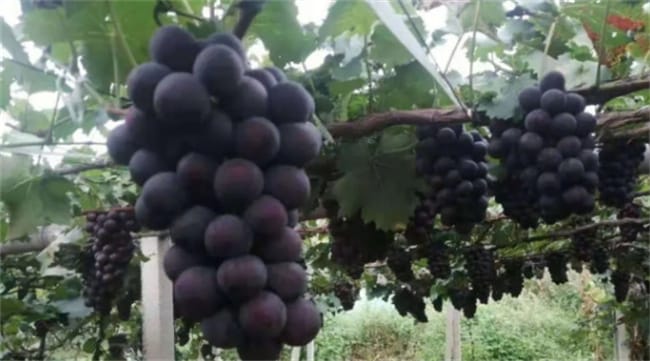 ​巨峰葡萄的产地 巨峰葡萄适合什么地方种植