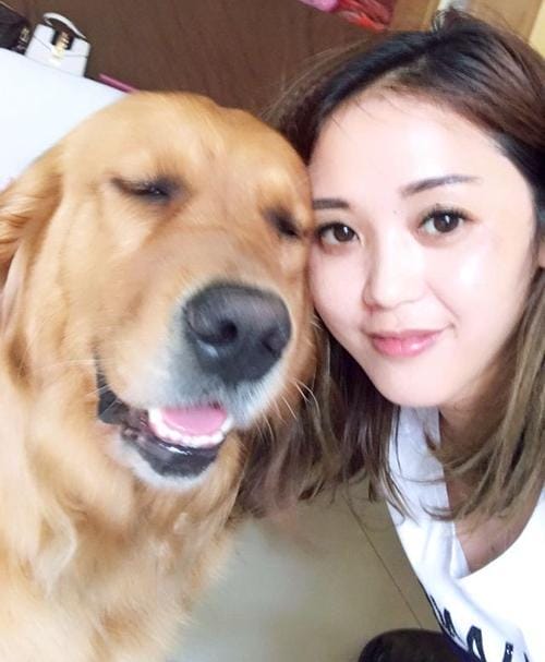 金毛犬最怕什么东西（金毛犬最害怕的事情）