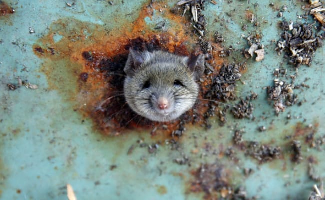 老鼠最怕什么？最怕什么气味？
